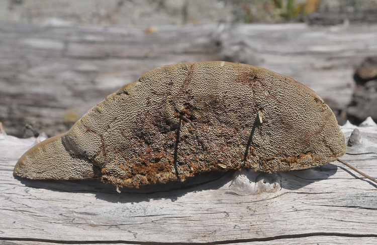 Aphyllophorales dalle dune  corse